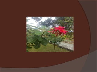 Plants