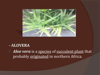 - ALOVERA
 Aloe vera is a species of succulent plant that
probably originated in northern Africa.
 