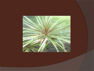 Plants