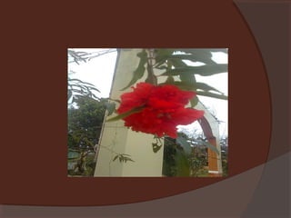 Plants