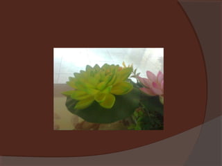 Plants