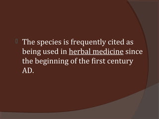  The species is frequently cited as
being used in herbal medicine since
the beginning of the first century
AD.
 