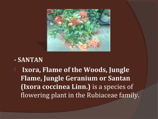 - SANTAN
 Ixora, Flame of the Woods, Jungle
Flame, Jungle Geranium or Santan
(Ixora coccinea Linn.) is a species of
flowering plant in the Rubiaceae family.
 