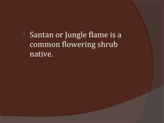  Santan or Jungle flame is a
common flowering shrub
native.
 