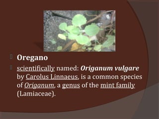  Oregano
 scientifically named: Origanum vulgare
by Carolus Linnaeus, is a common species
of Origanum, a genus of the mint family
(Lamiaceae).
 