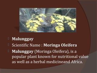  Malunggay
 Scientific Name : Moringa Oleifera
 Malunggay (Moringa Oleifera), is a
popular plant known for nutritional value
as well as a herbal medicineand Africa.
 