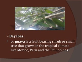 - Bayabas
 or guava is a fruit bearing shrub or small
tree that grows in the tropical climate
like Mexico, Peru and the Philippines.
 