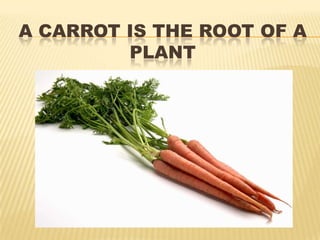 A CARROT IS THE ROOT OF A
PLANT