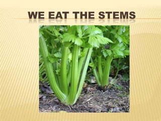 WE EAT THE STEMS
 