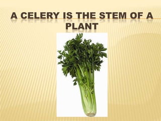 A CELERY IS THE STEM OF A
PLANT