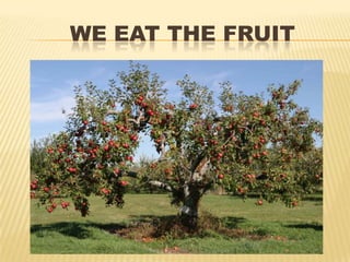 WE EAT THE FRUIT
 