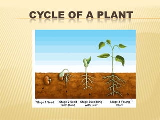 CYCLE OF A PLANT