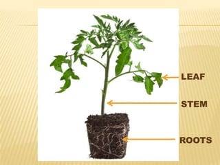 ROOTS
STEM
LEAF
 