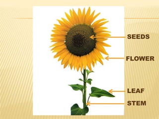 STEM
LEAF
FLOWER
SEEDS