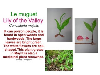 Le muguet
Lily of the Valley
Convallaria majalis
It can poison people, it is
found in open woods and
hardwoods. The large
leaves are bright green.
The white flowers are bell-
shaped.This plant grows
in May.It is also a
medicinal plant renowned.
Source : Wikipedia
 