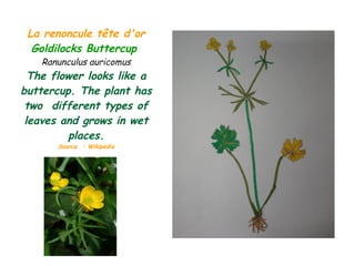 La renoncule tête d'or
Goldilocks Buttercup
Ranunculus auricomus
The flower looks like a
buttercup. The plant has
two different types of
leaves and grows in wet
places.
Source  : Wikipedia
 