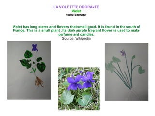 LA VIOLETTTE ODORANTE
Violet
Viola odorata
Violet has long stems and flowers that smell good. It is found in the south of
France. This is a small plant . Its dark purple fragrant flower is used to make
perfume and candies.
Source: Wikipedia
 