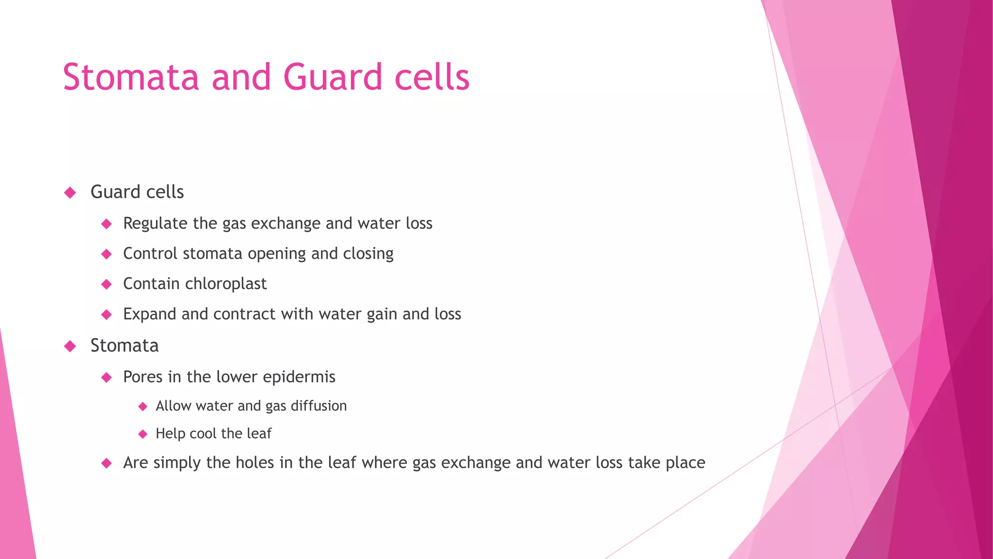 Stomata and Guard cells
 Guard cells
 Regulate the gas exchange and water loss
 Control stomata opening and closing
 Contain chloroplast
 Expand and contract with water gain and loss
 Stomata
 Pores in the lower epidermis
 Allow water and gas diffusion
 Help cool the leaf
 Are simply the holes in the leaf where gas exchange and water loss take place
 