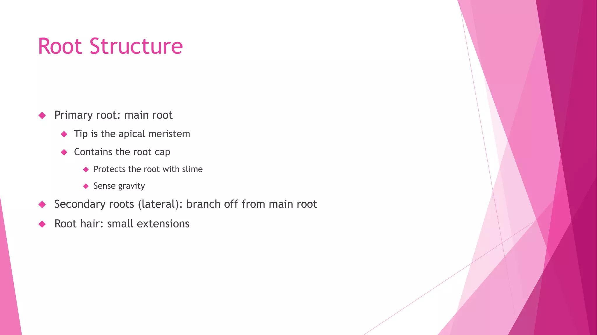 Root Structure
 Primary root: main root
 Tip is the apical meristem
 Contains the root cap
 Protects the root with slime
 Sense gravity
 Secondary roots (lateral): branch off from main root
 Root hair: small extensions
 
