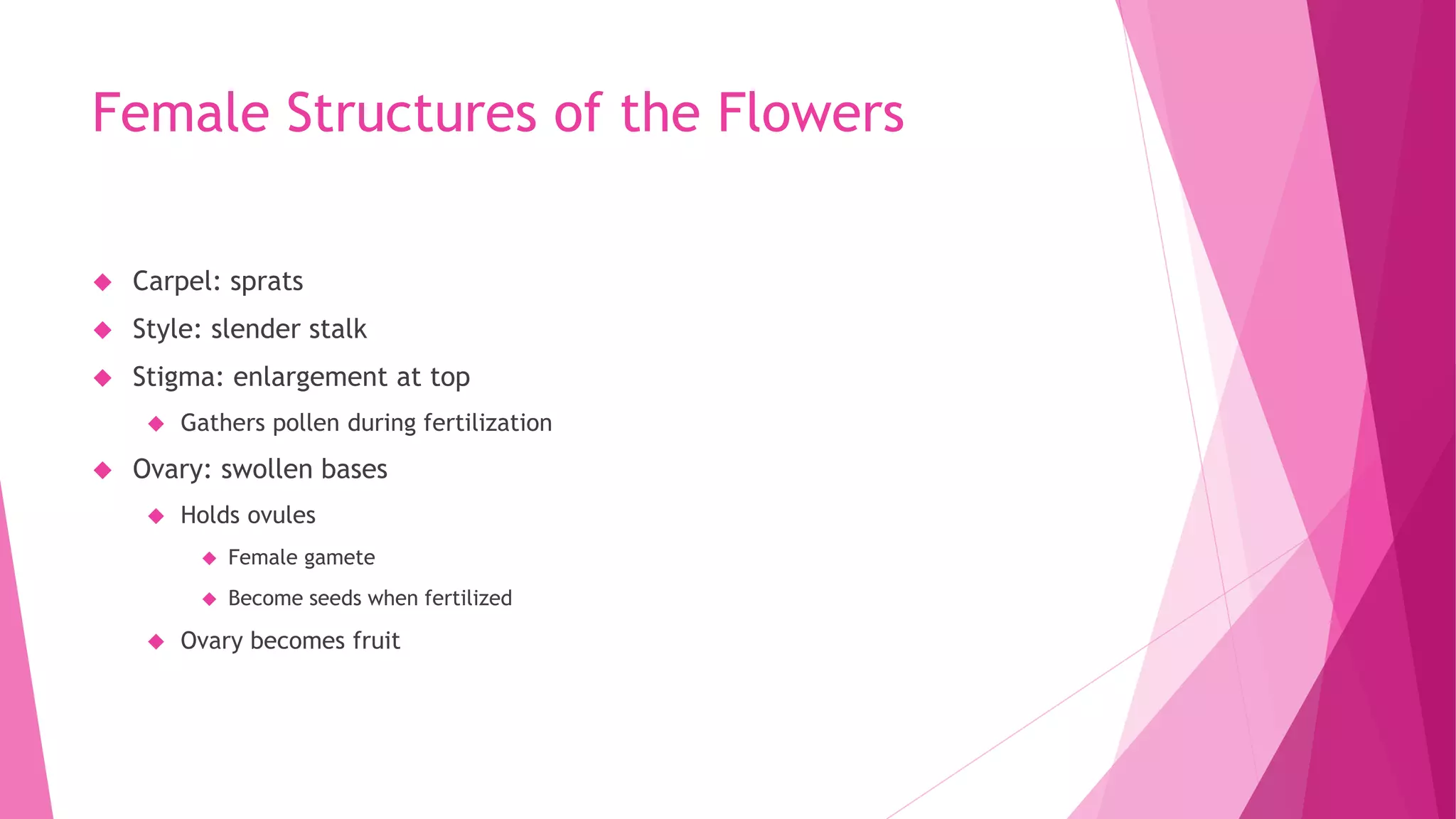 Female Structures of the Flowers
 Carpel: sprats
 Style: slender stalk
 Stigma: enlargement at top
 Gathers pollen during fertilization
 Ovary: swollen bases
 Holds ovules
 Female gamete
 Become seeds when fertilized
 Ovary becomes fruit
 