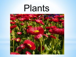 Plants 
 