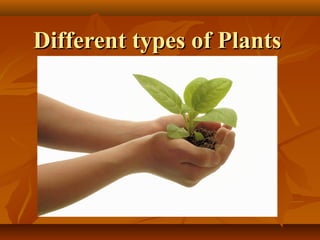 Different types of PlantsDifferent types of Plants
 