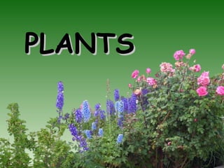 PLANTSPLANTS
 