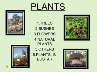 PLANTS
1.TREES
2.BUSHES
3.FLOWERS
4.NATURAL
PLANTS
5.OTHERS
6.PLANTS, IN
BUSTAR
 