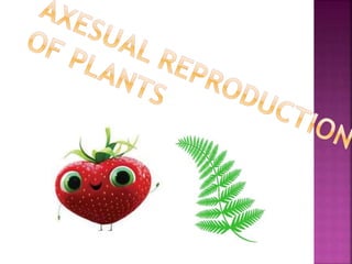 Plants