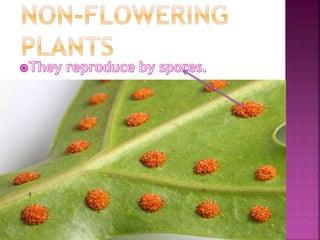 Plants