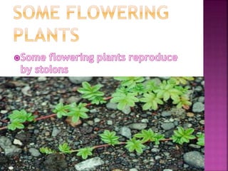 Plants
