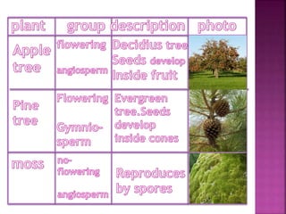 Plants