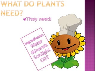 Plants