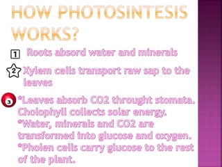 Plants