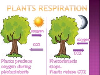 Plants