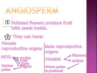 Plants