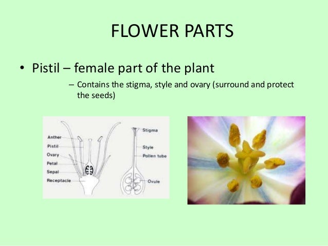 Plants