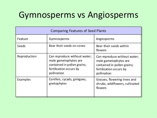 plants angiosperm vs gymnosperm venn diagram