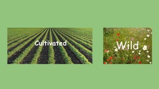 Cultivated
Wild
 
