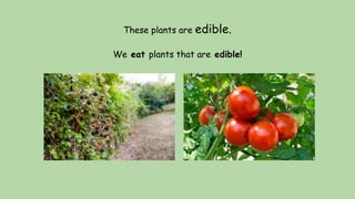 These plants are edible.
We eat plants that are edible!
 