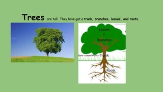 Trees are tall. They have got a trunk, branches, leaves, and roots.
 