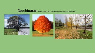 Deciduous trees lose their leaves in autumn and winter.
 