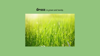 Grass is green and bendy.
 