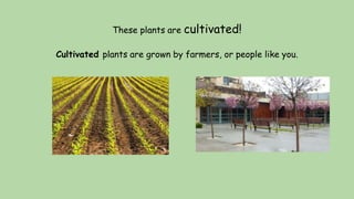 These plants are cultivated!
Cultivated plants are grown by farmers, or people like you.
 