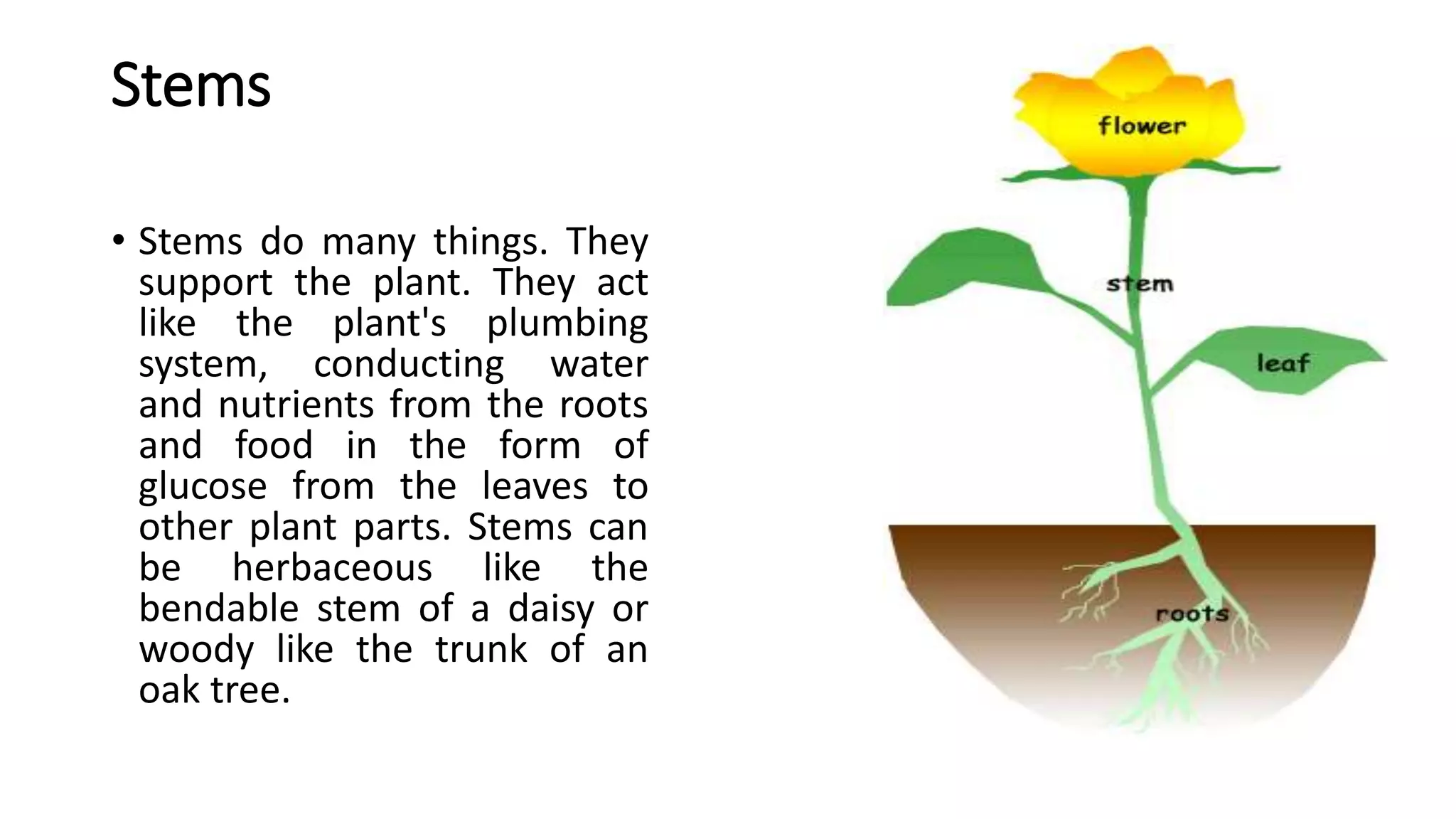 Parts of Plants | PPT