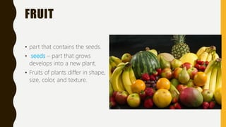 FRUIT
• part that contains the seeds.
• seeds – part that grows
develops into a new plant.
• Fruits of plants differ in shape,
size, color, and texture.
 
