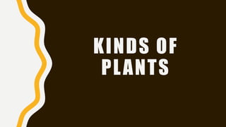 KINDS OF
PLANTS
 