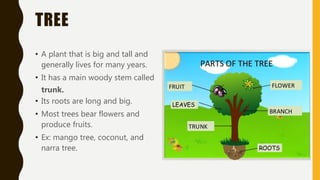 TREE
• A plant that is big and tall and
generally lives for many years.
• It has a main woody stem called
trunk.
• Its roots are long and big.
• Most trees bear flowers and
produce fruits.
• Ex: mango tree, coconut, and
narra tree.
 