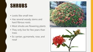 SHRUBS
• Looks like small tree
• Has several woody stems and
hard fibrous roots
• Most shrubs are flowering plants
• They only live for few years than
trees
• Ex: santan, gumamela, rose, and
rosal
 