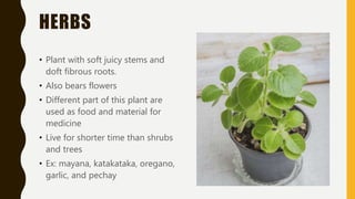HERBS
• Plant with soft juicy stems and
doft fibrous roots.
• Also bears flowers
• Different part of this plant are
used as food and material for
medicine
• Live for shorter time than shrubs
and trees
• Ex: mayana, katakataka, oregano,
garlic, and pechay
 